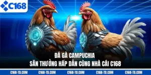 Đá Gà Campuchia - Săn Thưởng Hấp Dẫn Cùng Nhà Cái C168