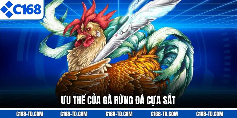 Ưu Thế Của Gà Rừng Đá Cựa Sắt